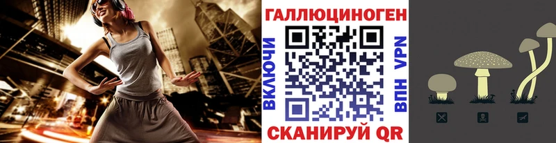 Псилоцибиновые грибы Cubensis  Шлиссельбург 